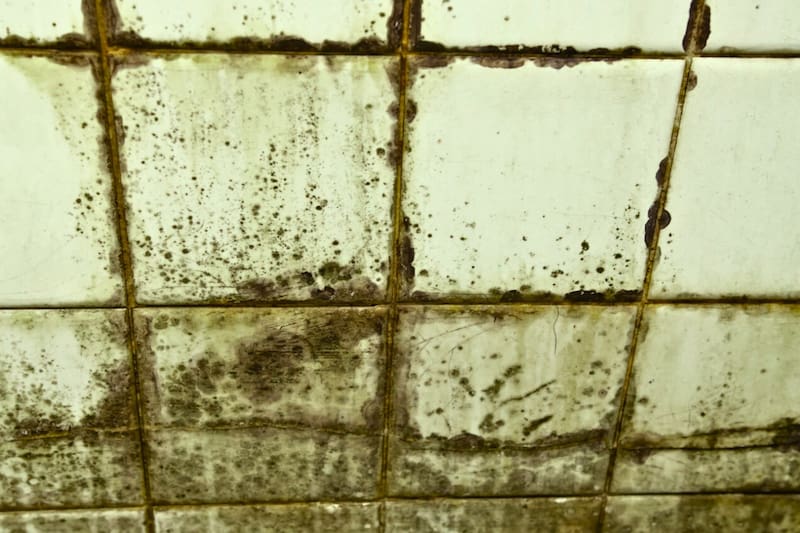 La mezcla doméstica, fácil de preparar y económica elimina el moho.