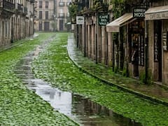 Adiós asfalto | Quieren cambiar las calles comunes por unas esponjas biológicas que absorben el agua en las principales ciudades del mundo