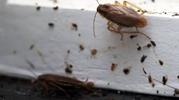 Cambio decisivo en el mercado inmobiliario: condenan a un expropietario por no informar una plaga de cucarachas antes de la venta