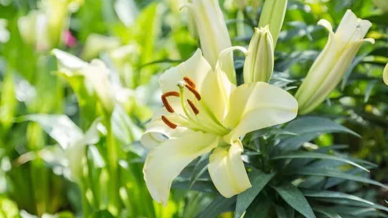 Adiós humedad: la planta que ayuda a eliminar el moho de la casa. Foto: Mercado Libre