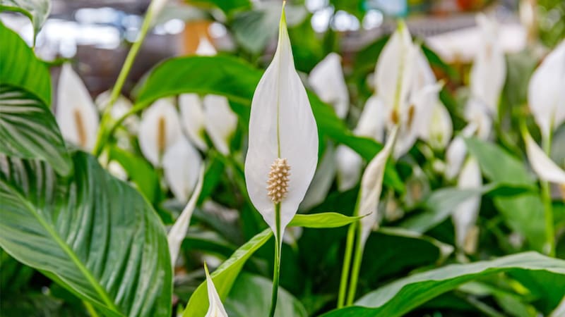 Adiós humedad: la planta que ayuda a eliminar el moho de la casa. Foto: Viveros Shanghai