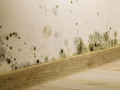 Adiós humedad: la planta que ayuda a eliminar el moho de la casa