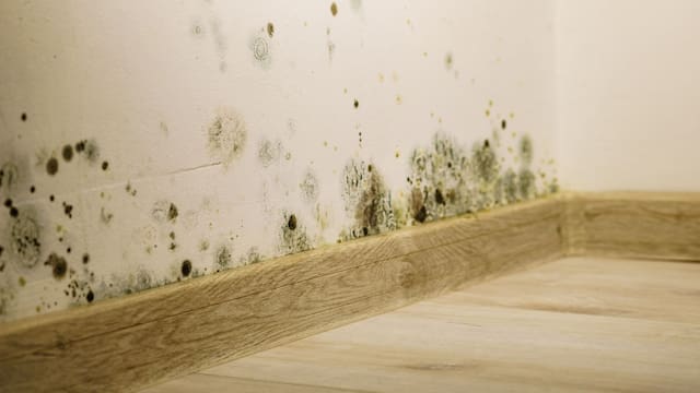 Adiós humedad: la planta que ayuda a eliminar el moho de la casa