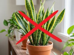 La planta de interior que supera a la lengua de suegra: crece rápido, necesita poca agua y dura muchos años