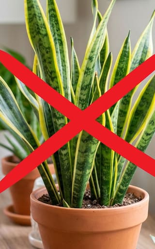 Una planta de interior que supera a la lengua de suegra: crece rápido, necesita poca agua y dura muchos años