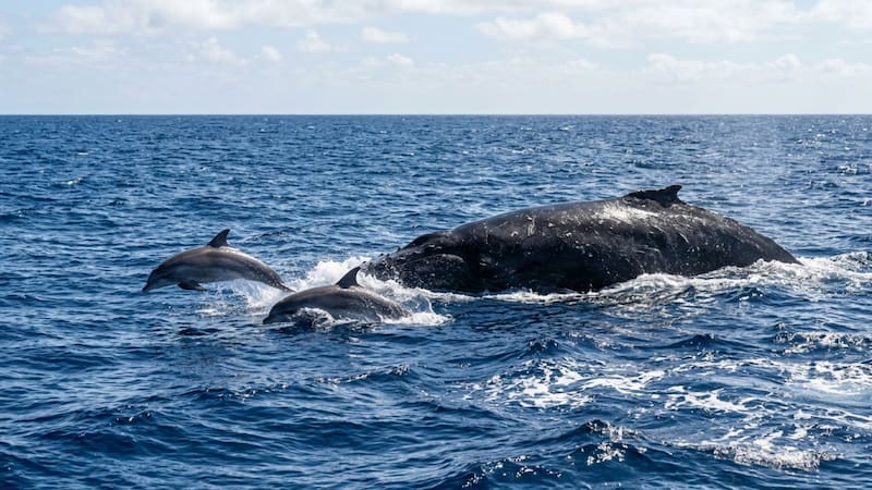 Adiós para siempre: científicos explican por qué las orcas y los delfines jamás podrán volver a vivir en tierra firme