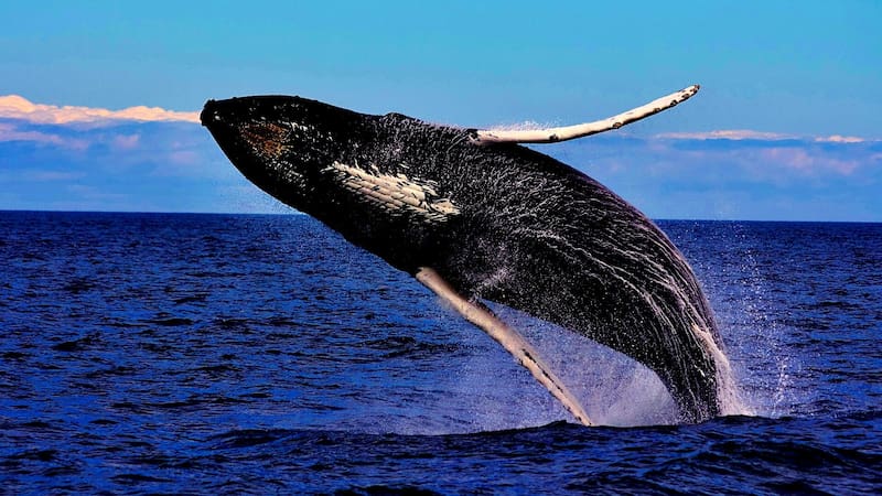Adiós para siempre: científicos explican por qué las orcas y los delfines jamás podrán volver a vivir en tierra firme