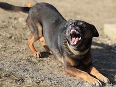 Artículo 419 Bis del Código Penal: la persona que entrene perros para pelea será condenada con hasta cinco años de prisión
