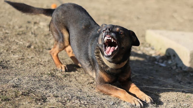 A dog is laying on the ground and has its mouth open. The dog appears to be angry or aggressive