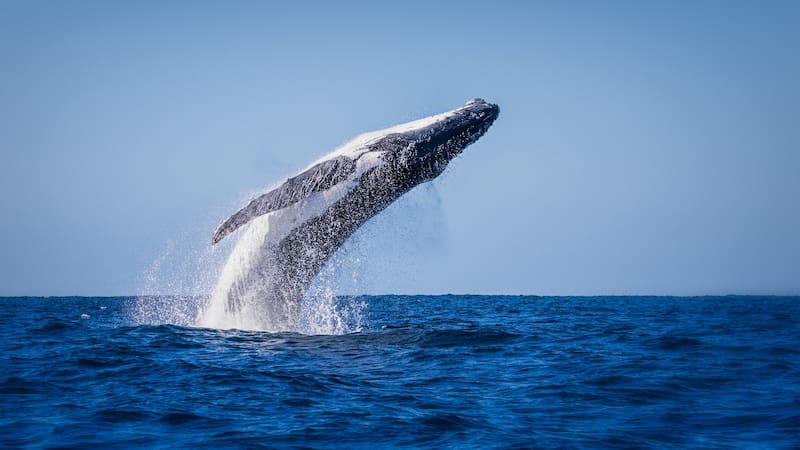 Adult humpback whale breaching out of the water on a calm sunny day in Byron Bay. The cetacean is almost fully out of the water with water dropping from its body. The animal is arching its back.