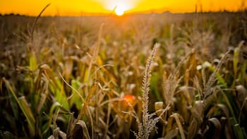 RIMI sin pisos mínimos: los tres grupos de bienes agropecuarios que tendrán excepciones