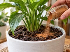 Agregar canela en polvo a la tierra de las plantas: para qué sirve y cada cuánto hacerlo
