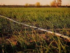 El Niño divide a Latam: Colombia presenta un abismo macro, México un escudo y Argentina un oasis: UBS
