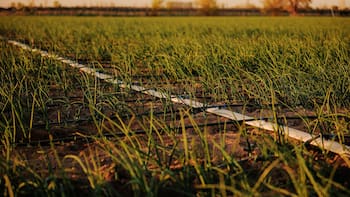 El Niño divide a Latam: Colombia presenta un abismo macro, México un escudo y Argentina un oasis: UBS
