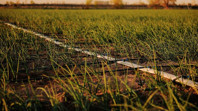 El Niño divide a Latam: Colombia presenta un abismo macro, México un escudo y Argentina un oasis: UBS