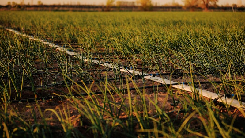 UBS anticipa un efecto más moderado y heterogéneo de El Niño para las zonas productoras de alimentos en México.