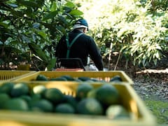 Crisis para el aguacate mexicano: el Gobierno de Donald Trump congela certificaciones y detiene embarques repletos del oro verde