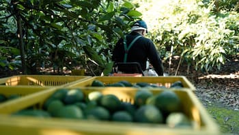 Crisis para el aguacate mexicano: el Gobierno de Donald Trump congela certificaciones y detiene embarques repletos del oro verde