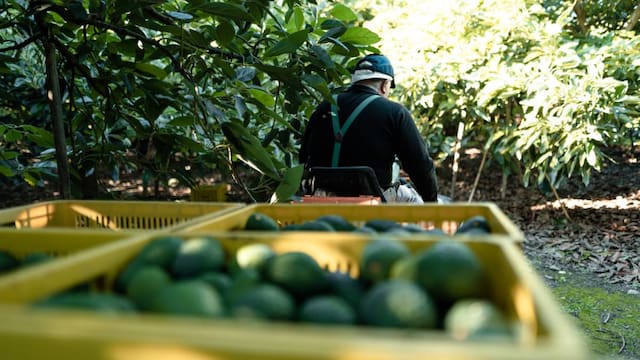 Crisis para el aguacate mexicano: el Gobierno de Donald Trump congela certificaciones y detiene embarques repletos del oro verde