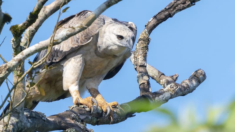 <div class="migrated-promo-image__description"><div class="migrated-promo-image__source">Fuente: Fauna</div></div>