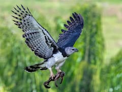 Descubren una cría de un pájaro al borde de la extinción y se renuevan las esperanzas por su supervivencia