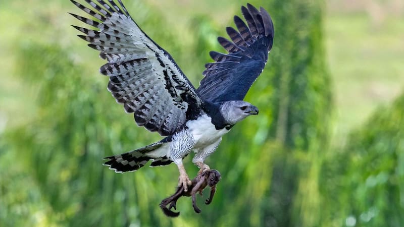 El hallazgo de una cría de águila arpía en Brasil reactiva la esperanza de supervivencia de una de las aves más amenazadas del continente y refuerza la importancia de su conservación.
