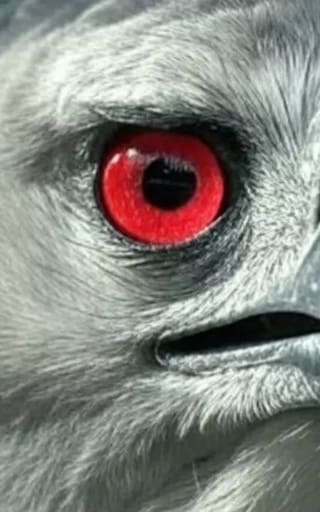 Milagro en el mundo animal | Regresa una ave extinta en Sudamérica que persigue mamíferos sin compasión