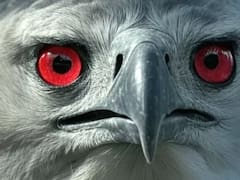 Alarma en el mundo animal | Volvió una ave extinta en Sudamérica que caza mamíferos sin compasión