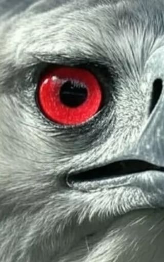 Milagro en el mundo animal: regresó una ave extinta en Sudamérica que caza mamíferos sin compasión