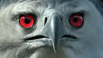 Milagro en el mundo animal: regresó una ave extinta en Sudamérica que caza mamíferos sin compasión