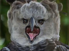 Milagro en el mundo animal|Reapareció un ave extinta en Sudamérica que caza mamíferos sin compasión