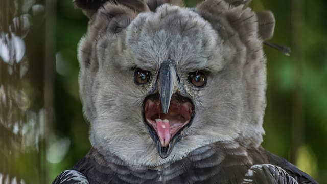 Milagro en el mundo animal|Reapareció un ave extinta en Sudamérica que caza mamíferos sin compasión