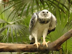 Observaron a una de las aves más fuertes de Sudamérica: no era vista desde hace 20 años