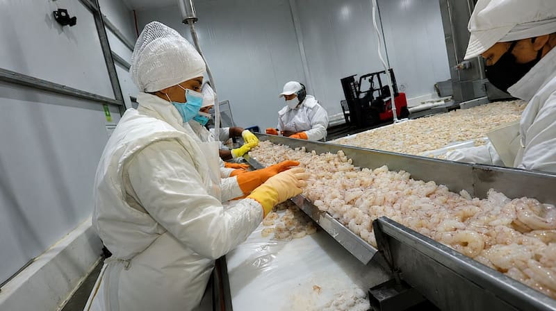 Cabo Vírgenes está especializada en la captura, procesamiento y exportación de langostino austral salvaje.
