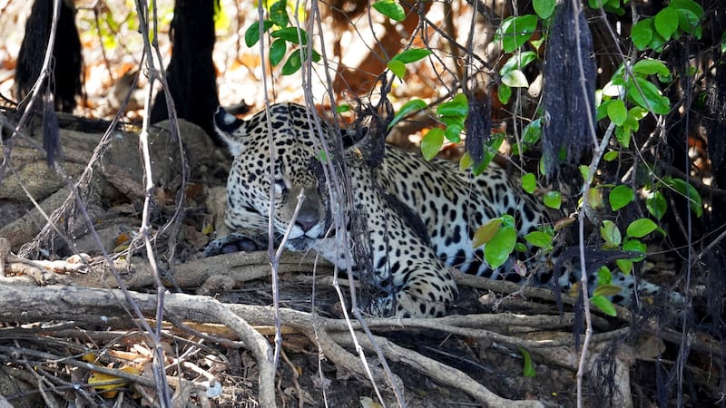 A jaguar (Panthera onca) resting hidden in the vegetation of a river in the Brazilian Pantanal.