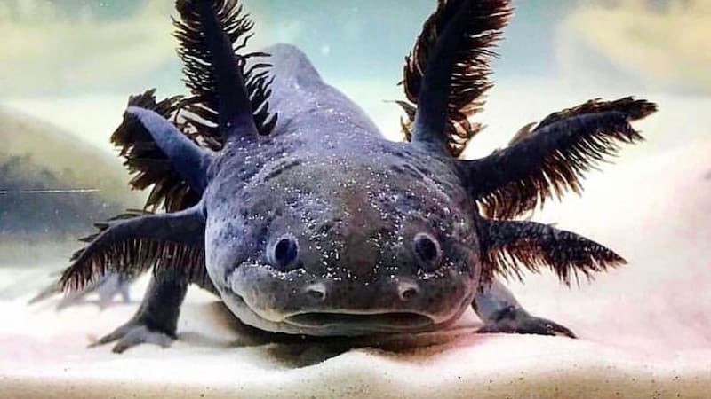 Ajolote mexicano. Instagram @axolotlsent.