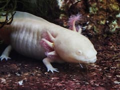 Hallan una nueva especie fósil de ajolote: se trata de la más antigua registrada en México, según la UNAM