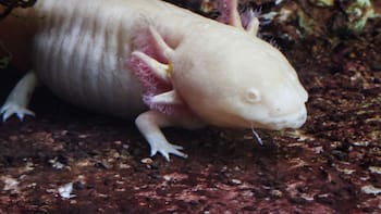 Hallan una nueva especie fósil de ajolote: se trata de la más antigua registrada en México, según la UNAM