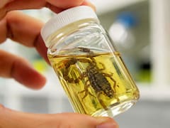 Científicos mexicanos revolucionan la medicina: combinaron chile habanero con veneno de alacrán y lograron crear el antibiótico más poderoso del siglo