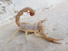 Cuál es la razón de que aparezcan alacranes en tu casa y cómo se debe actuar