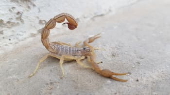 Cuál es la razón de que aparezcan alacranes en tu casa y cómo se debe actuar