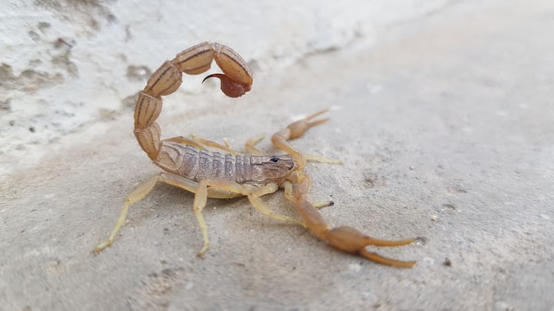 Los alacranes están presentes durante todo el año, pero determinadas condiciones pueden hacer que salgan con mayor frecuencia de sus escondites y sean más visibles para las personas.