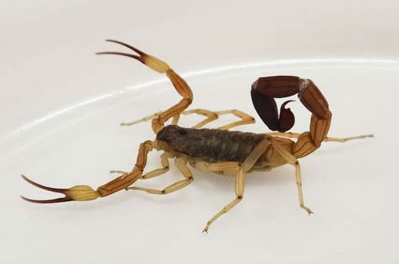 Alacranes