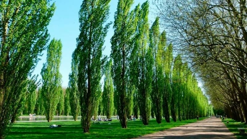 El álamo es una planta muy elegida para los jardines.