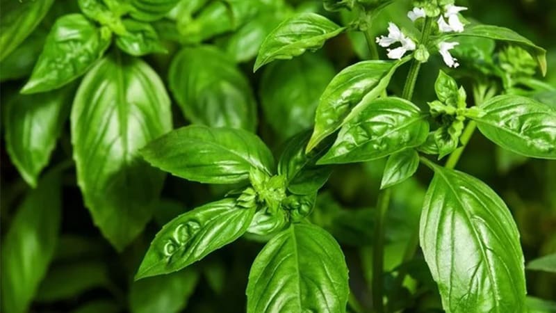 La albahaca necesita varias horas de luz y un riego adecuado para crecer sana y conservar sus hojas verdes.