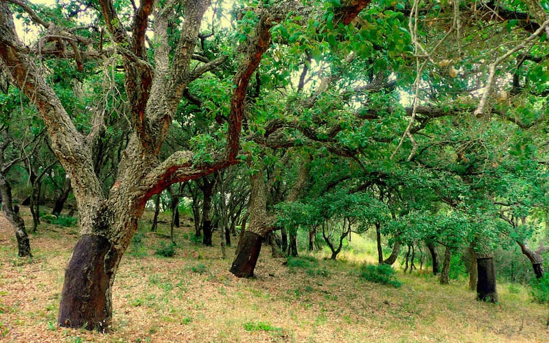 El destino preferido de Alejandro Sanz: el pueblo medieval de Cádiz que enamora por su naturaleza, su historia y su gastronomía.