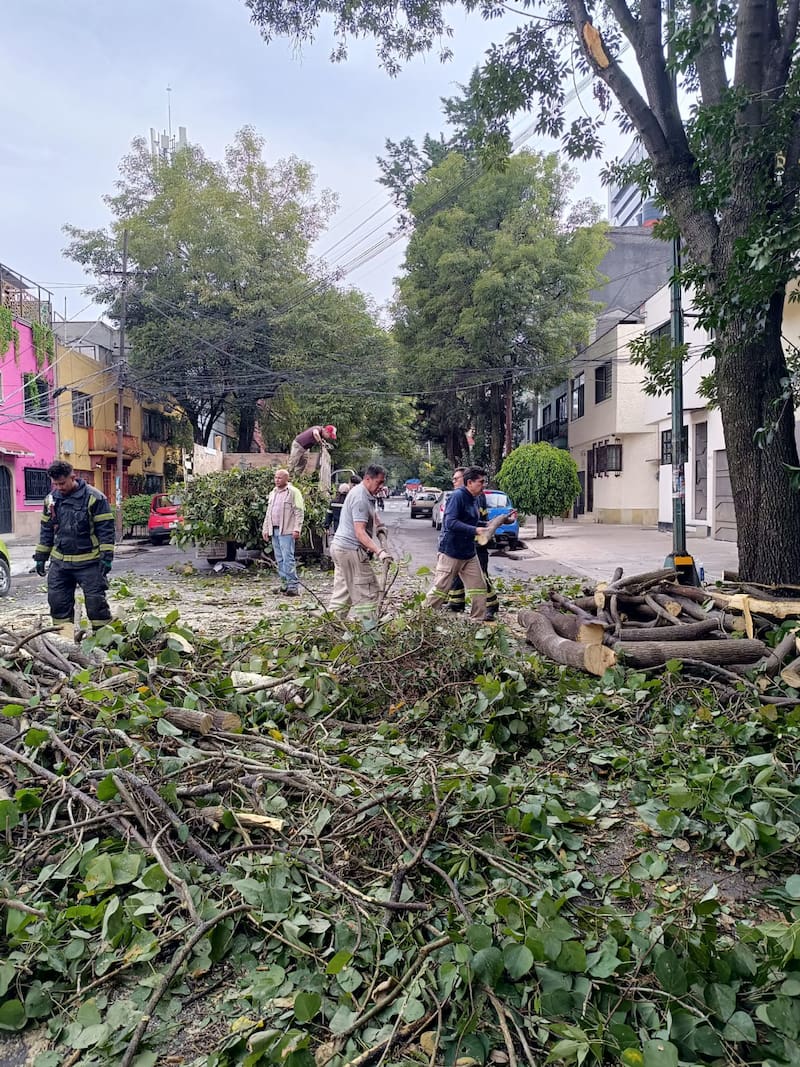 Los trabajos se realizan conforme a la Norma Ambiental NADF-001-RNAT-2015 e incluyen la restitución del arbolado con especies nativas adecuadas para las condiciones urbanas de la Ciudad de México.