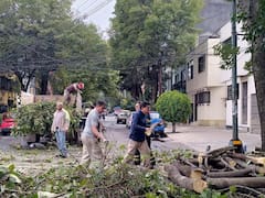 Tlatelolco tendrá nuevos árboles nativos: SEDEMA inicia trabajos tras evaluar el estado físico y sanitario del arbolado