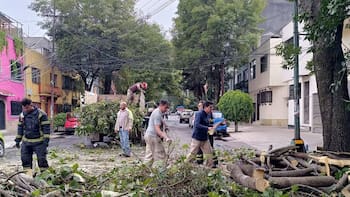 Tlatelolco tendrá nuevos árboles nativos: SEDEMA inicia trabajos tras evaluar el estado físico y sanitario del arbolado