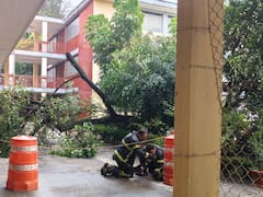 Caída de árboles en Benito Juárez, CDMX: cómo solicitar una indemnización por daños a autos y casas